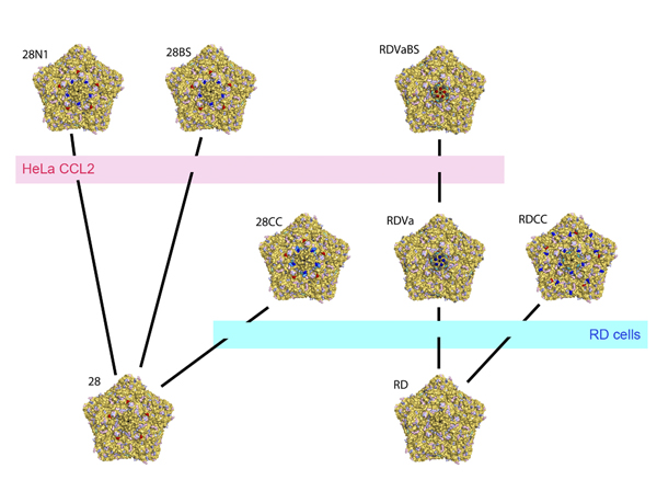 Mutant Virus Selection
